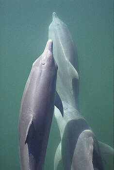 Flip Nicklin - Bottlenose Dolphin Trio Surfacing Shark Flip Nicklin - Bottlenose Dolphin Trio Surfacing Shark