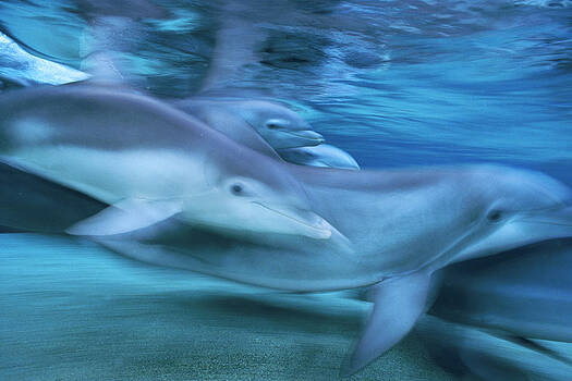 Flip Nicklin - Bottlenose Dolphins Swimming Hawaii Flip Nicklin - Bottlenose Dolphins Swimming Hawaii