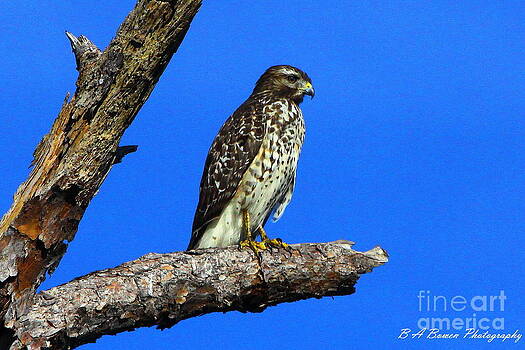 Barbara Bowen - Broadwinged Hawk Barbara Bowen - Broadwinged Hawk