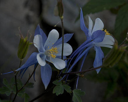 Jason Turuc - Budding and Blooming Blue Columbine Jason Turuc - Budding and Blooming Blue Columbine