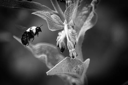 Scott Hovind - Bumble Bee 4 Scott Hovind - Bumble Bee 4