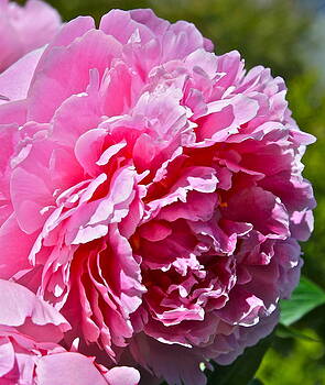 Ruth Edward Anderson - Camilla Ruth Edward Anderson - Camilla