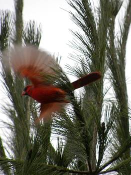 Peggy McDonald - Cardinal in Flight Peggy McDonald - Cardinal in Flight