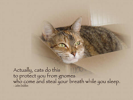 Mother Nature - Cats Protecting You From Gnomes - Lily the Cat Mother Nature - Cats Protecting You From Gnomes - Lily the Cat