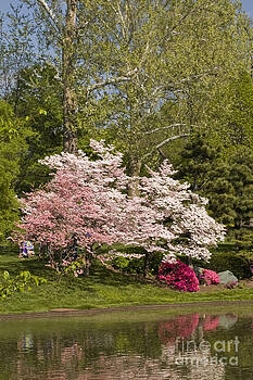 Tim Mulina - Cherry Trees in Bloom Tim Mulina - Cherry Trees in Bloom