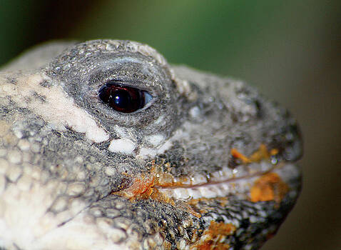 Scott Hovind - Chuckwalla Needs A Napkin Scott Hovind - Chuckwalla Needs A Napkin