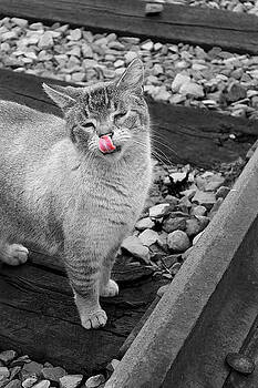 Scott Hovind - Cinders the Cat 3 Scott Hovind - Cinders the Cat 3