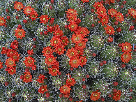 Tim Fitzharris - Claret Cup Cactus Echinocereus Tim Fitzharris - Claret Cup Cactus Echinocereus