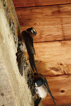Scott Hovind - Cliff Swallows 1 Scott Hovind - Cliff Swallows 1