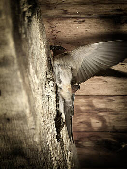 Scott Hovind - Cliff Swallows 2 Scott Hovind - Cliff Swallows 2