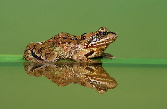 Ingo Arndt - Common Frog Rana Temporaria Ingo Arndt - Common Frog Rana Temporaria