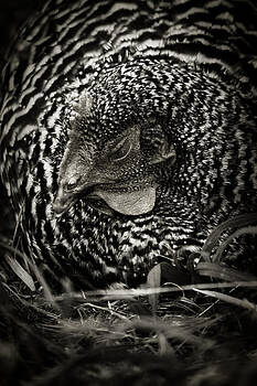 Scott Hovind - Country Chicken 13 Scott Hovind - Country Chicken 13