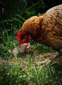 Scott Hovind - Country Chicken 2 Scott Hovind - Country Chicken 2