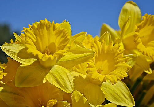Ruth Edward Anderson - Daffodils and Blue Skys Ruth Edward Anderson - Daffodils and Blue Skys