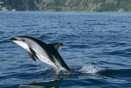 Flip Nicklin - Dusky Dolphin Lagenorhynchus Obscurus Flip Nicklin - Dusky Dolphin Lagenorhynchus Obscurus