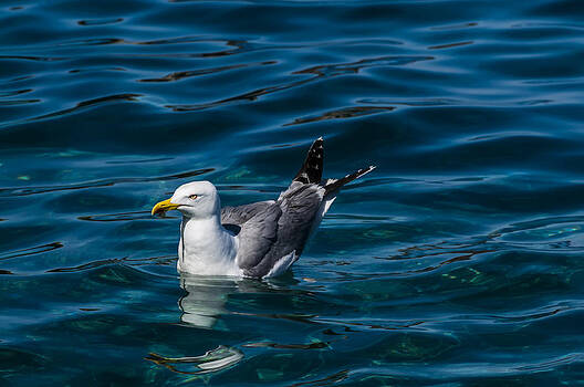 Enrico Pelos - ELBA ISLAND - Solitary bird - ph Enrico Pelos Enrico Pelos - ELBA ISLAND - Solitary bird - ph Enrico Pelos