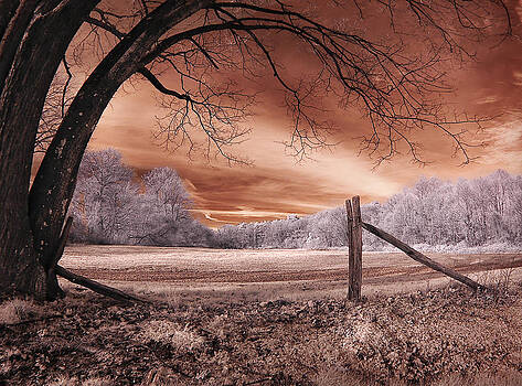Steve Zimic - Fence and Old Tree Steve Zimic - Fence and Old Tree