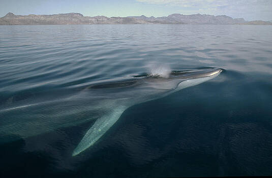 Flip Nicklin - Fin Whale Balaenoptera Physalus Flip Nicklin - Fin Whale Balaenoptera Physalus