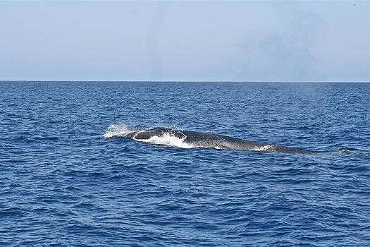 Ruth Edward Anderson - Fin Whale Ruth Edward Anderson - Fin Whale