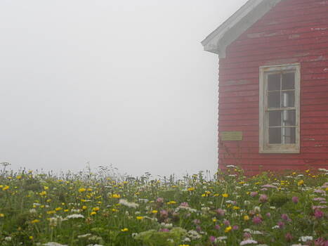 Peggy McDonald - Flowers and Fog Peggy McDonald - Flowers and Fog