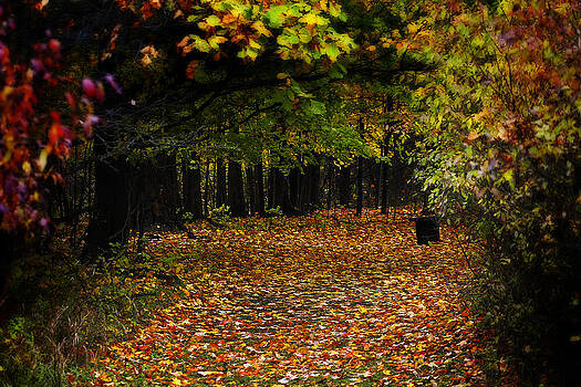 Scott Hovind - Forest Tunnel Scott Hovind - Forest Tunnel