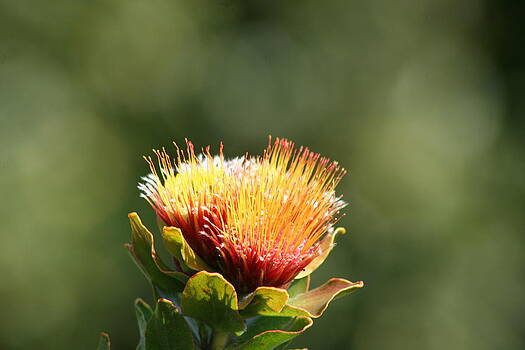 Deborah Hall Barry - Fynbos Flower Deborah Hall Barry - Fynbos Flower
