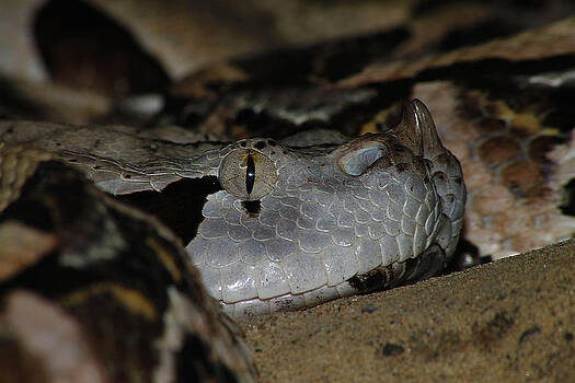 Scott Hovind - Gaboon Viper Scott Hovind - Gaboon Viper