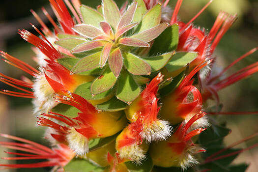 Deborah Hall Barry - Garden Flower Deborah Hall Barry - Garden Flower
