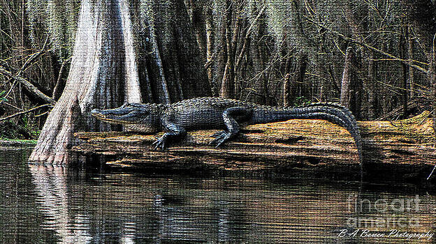 Barbara Bowen - Gator sunning on a Cypress Log mosaic Barbara Bowen - Gator sunning on a Cypress Log mosaic