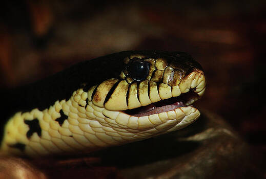 Scott Hovind - Giant Hognose Snake 2 Scott Hovind - Giant Hognose Snake 2