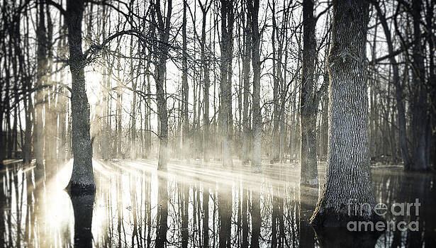 RicharD Murphy - Glowing Woods RicharD Murphy - Glowing Woods