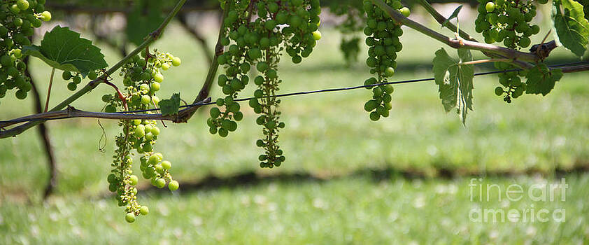 Michael Mooney - Grape Vine 1 Michael Mooney - Grape Vine 1