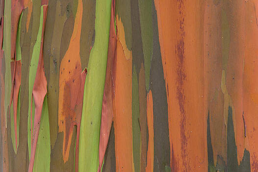 Ingo Arndt - Gum Tree Eucalyptus Sp Bark Detail Ingo Arndt - Gum Tree Eucalyptus Sp Bark Detail