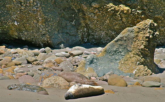 Ruth Edward Anderson - Harbour Seal on Beach Ruth Edward Anderson - Harbour Seal on Beach