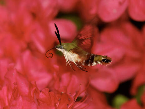 Lara Ellis - Hovering Clearwing Hummingbird Moth Lara Ellis - Hovering Clearwing Hummingbird Moth