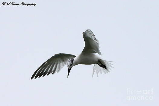 Barbara Bowen - Hovering Tern Barbara Bowen - Hovering Tern