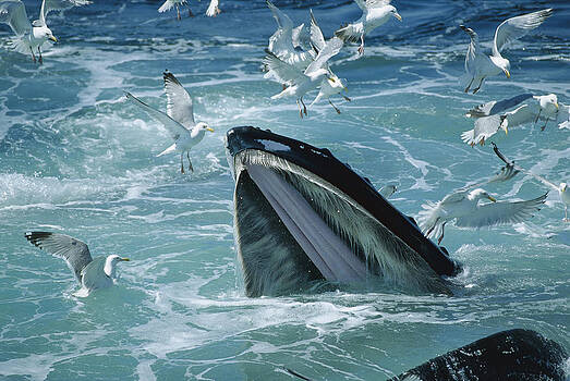 Flip Nicklin - Humpback Whale Feeding With Herring Flip Nicklin - Humpback Whale Feeding With Herring