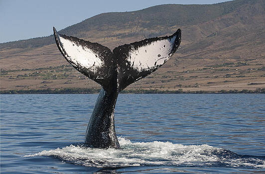 Flip Nicklin - Humpback Whale Tail Maui Hawaii Flip Nicklin - Humpback Whale Tail Maui Hawaii