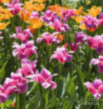 Tim Mulina - Impressionist tulips in a field Tim Mulina - Impressionist tulips in a field