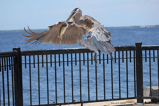 Deborah Hughes - In Flight Deborah Hughes - In Flight