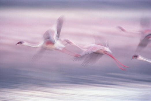 Gerry Ellis - Lesser Flamingo Phoenicopterus Minor Gerry Ellis - Lesser Flamingo Phoenicopterus Minor