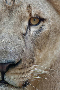 James Woody - Lion Close-up James Woody - Lion Close-up