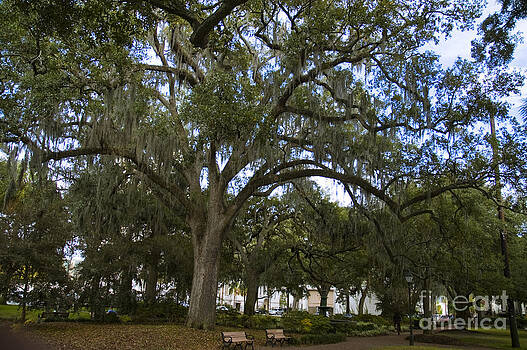 Tim Mulina - Live Oak and Spanish Moss Tim Mulina - Live Oak and Spanish Moss