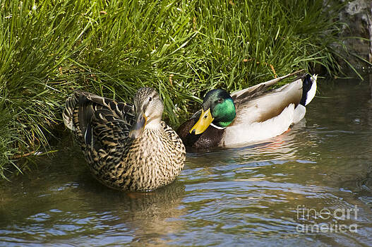 Tim Mulina - Mallards Nesting Tim Mulina - Mallards Nesting