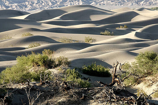 Wes and Dotty Weber - Mesquite Sand Dunes Wes and Dotty Weber - Mesquite Sand Dunes