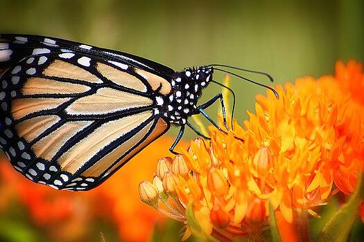 Scott Hovind - Monarch and Butterfly Weed 3 Scott Hovind - Monarch and Butterfly Weed 3