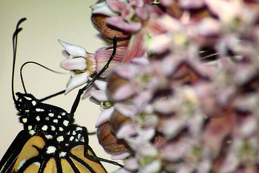 Scott Hovind - Monarch on Milkweed 2 Scott Hovind - Monarch on Milkweed 2