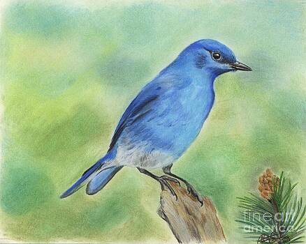 Christian Conner - Mountain Bluebird Christian Conner - Mountain Bluebird