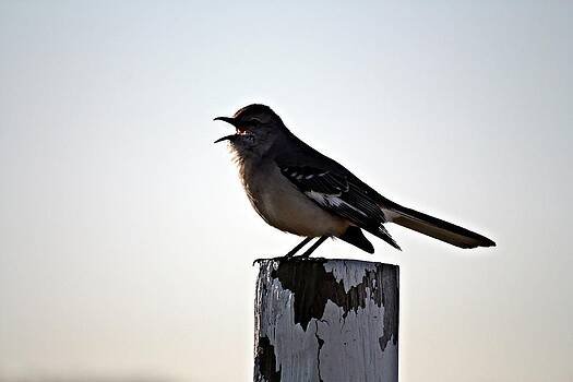 KayeCee Spain - Mouthy Mockingbird KayeCee Spain - Mouthy Mockingbird