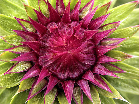Wim Klomp - Musk Thistle Bud Wim Klomp - Musk Thistle Bud